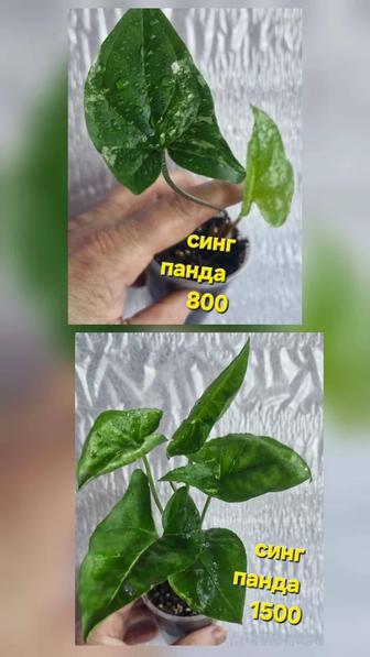 Цветы домашние