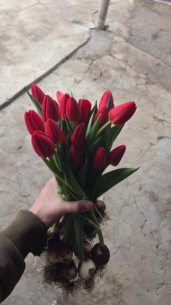 Тюльпаны по рознице