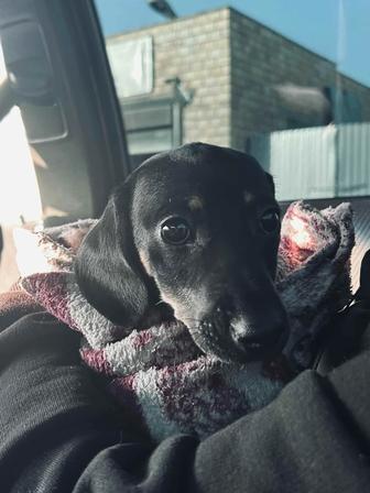 гладкошерстная такса