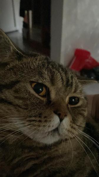 Передержка кошек