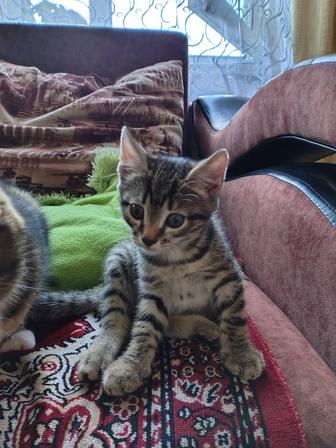 Маленький котенок в добрые руки