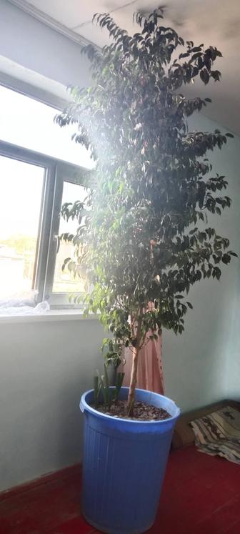 Продам комнатные цветы