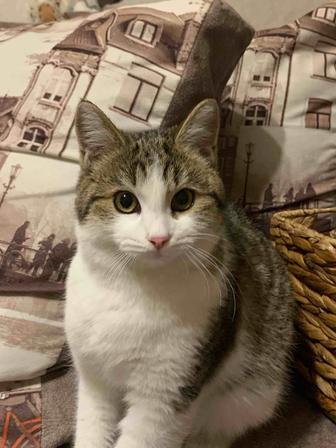 В добрые ручки