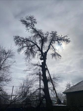 Спил деревьев Алматы и обл.
