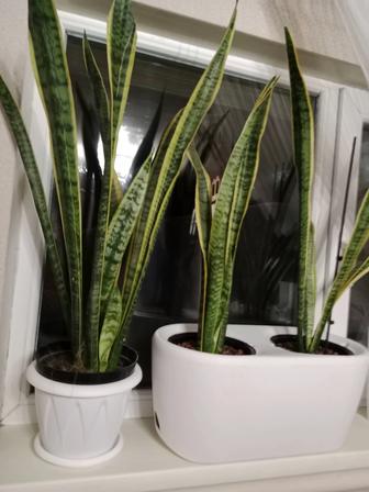 Сансельверия трёхполосная