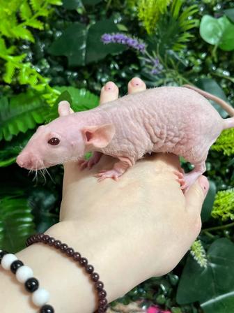 Лысые крыски сфинксы(крысы,декоративные крысы)