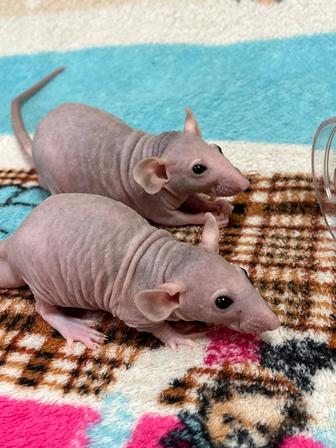 Лысые крыски сфинксы(крысы,декоративные крысы)
