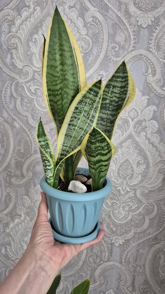 Сансевиерия Лауренти комнатное растение цветы.