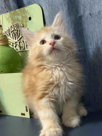 Мейн -кун мальчик !