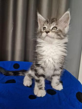 Мейн -кун девочка !