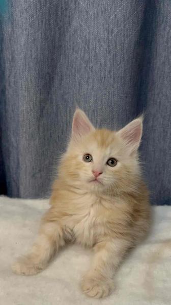 Мейн -кун мальчик !