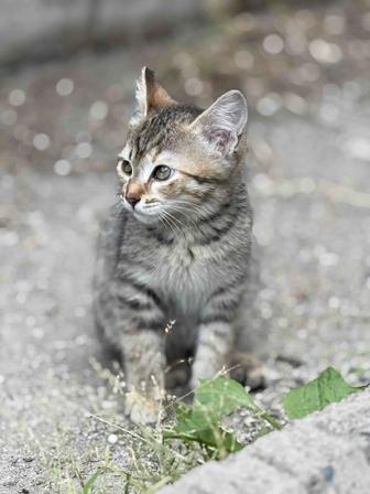 Котенок, девочка, 2 месяца