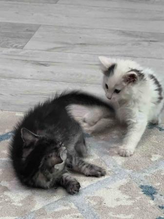 Отдам котенков в добрые руки