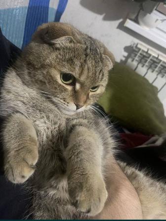 Кошечка отдаётся в добрые руки