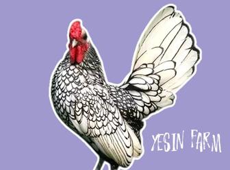 Инкубационные яйца куры породистые, крепкий молодняк