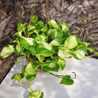 Продам Эпипремнум Мраморное Яблоко (EPIPREMNUM MARBLE APPLE)