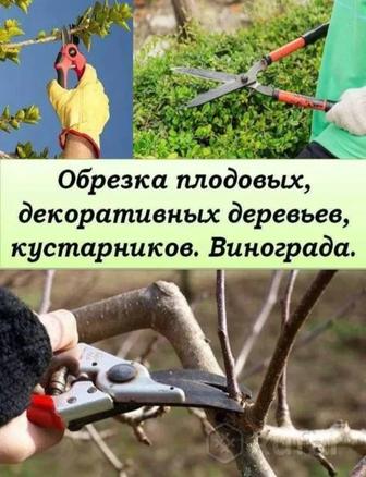 Обрезка плодовых деревьев