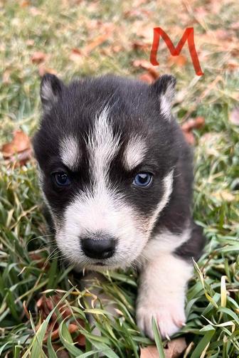 Отдам в добрые руки щенков