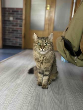 Отдам кошку в хорошие руки