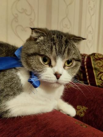 отдам кошек вислоухие Шотландцы