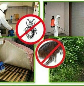Уничтожение насекомых и грызунов