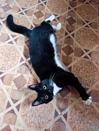Котенок в добрые руки