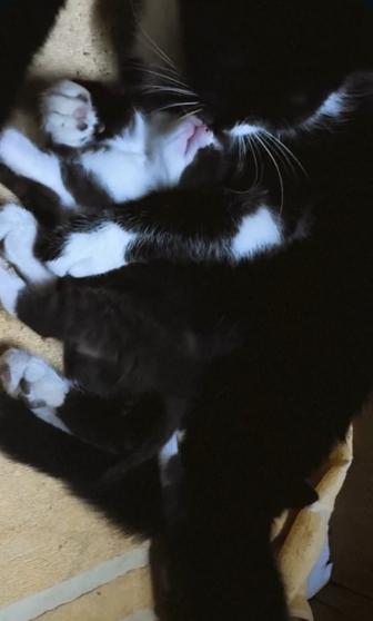 Котята в добрые руки 
Очаровательные домашние котята