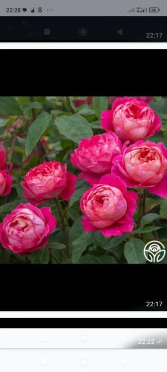 Розы для сада.Английские, чайные, ароматные, голланские.