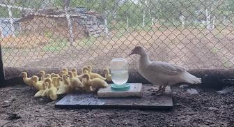 Продам мускусных индоутят