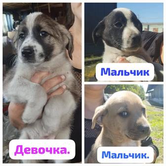 Щенки ищут дом.