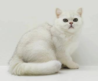 Котик БриТансКий сереБро шинШилла