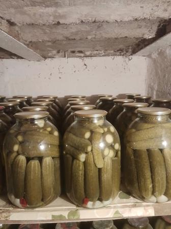 Продам огурцы