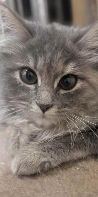 Лола в добрые ручки 4 мес!!! Проглистогонена