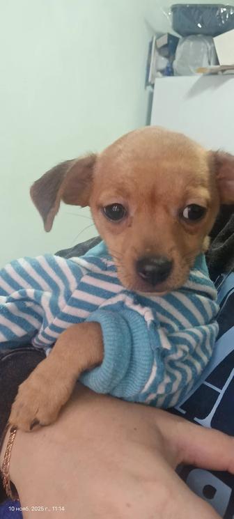 Продам щенка той-терьера