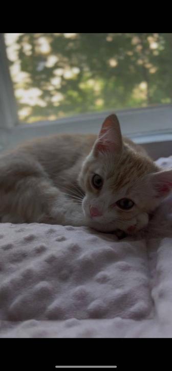 Котенок мальчик ищет дом