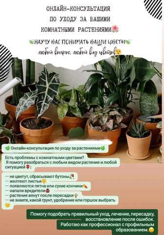 Онлайн-консультация по уходу за комнатными цветами