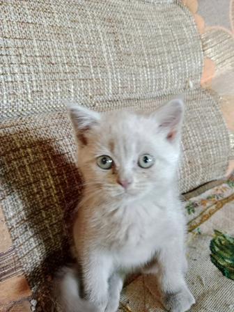 Кошки