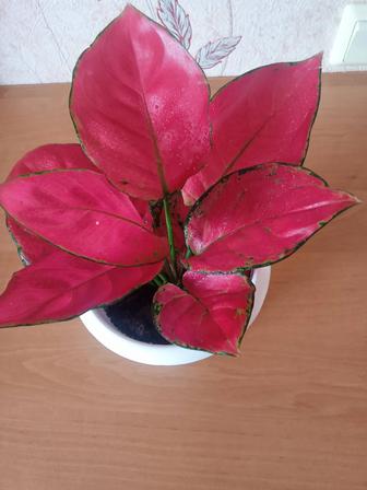 Продам цветы аглаонема