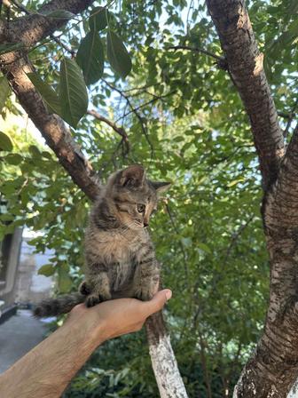 Отдаем в добрые руки очаровательных котят!
