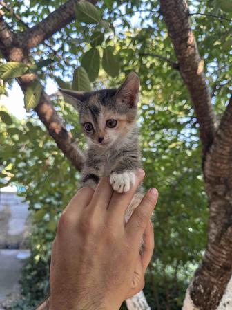 Отдаем в добрые руки очаровательных котят!