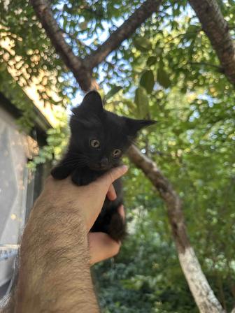 Отдаем в добрые руки очаровательных котят!