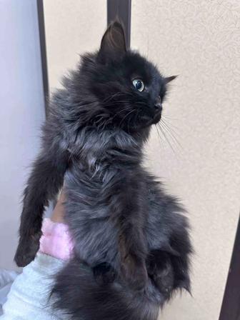 Отдаем в добрые руки очаровательных котят!