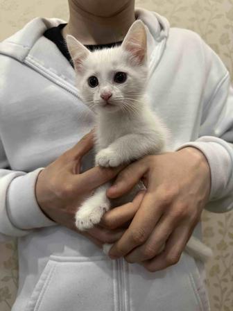 Отдам котенка в хорошие руки