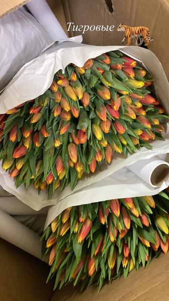 Тюльпаны к 8 марта!