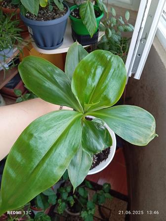 Продам комнатные цветы