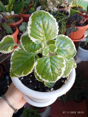 Продам комнатные цветы