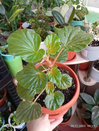 Продам комнатные цветы