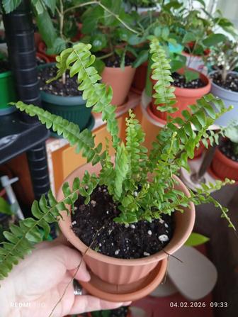 Продам комнатные цветы