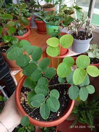 Продам комнатные цветы