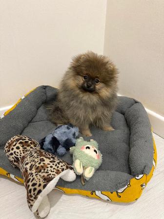 Продам собачку шпиц